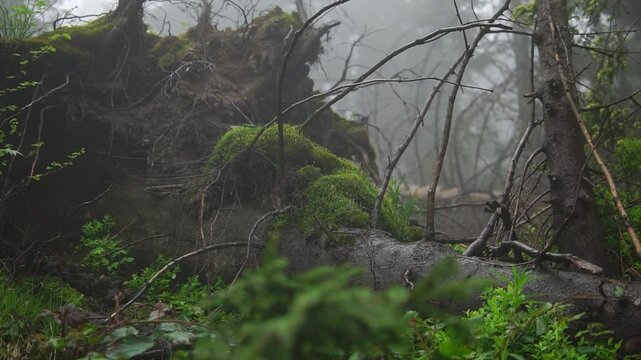 Unrooted tree as a consequence of a storm in a forest middle shot