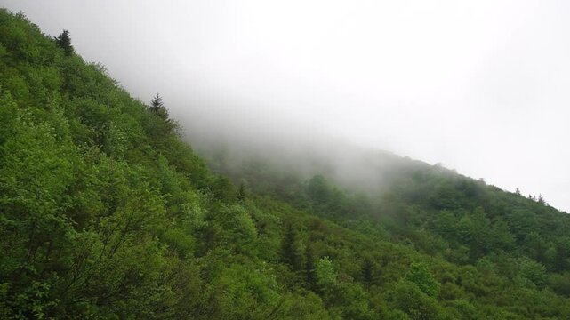 Mountain slope overgrown with green forest with a low cloud flies in trees