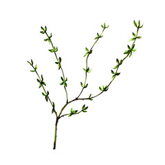 Fresh thyme sprig. Watercolor hand drawn Branch illustration isolated on transparent background. For designers, menu, decoration, food blog, ecofriendly branding. Healthy Vegetarian Diet.