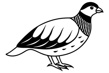 quail line art silhouette vector illustration