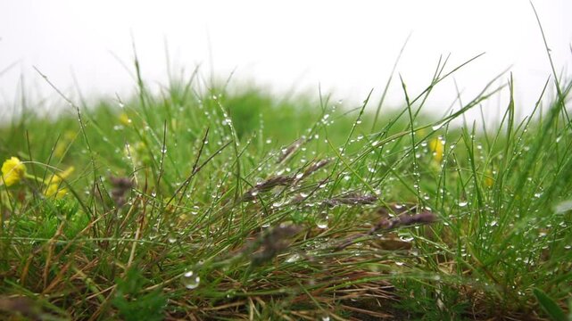 Green grass with water drops close-up at cloudy day