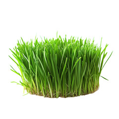 Fresh green grass growing in a circular patch at midday on Transparent Background