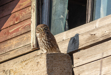 Little owl, Athene noctua. A bird sits on an old house