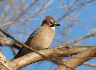 Eurasian jay, Garrulus glandarius. A bird sits on a tree branch