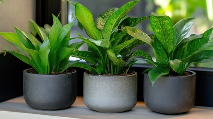 Obraz premium Three potted houseplants on a windowsill