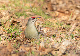 Fototapeta premium Grey-headed woodpecker, Picus canus. A bird sits on the ground among the grass and leaves