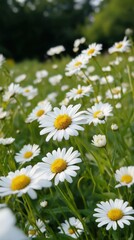 Fototapeta premium Chamomile blossoms flourish in wild meadows during the summer months, creating a serene landscape filled with white petals and yellow centers