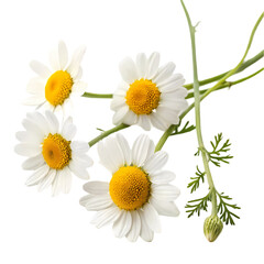 Fototapeta premium Chamomile Flowers: Herbal Tea, Remedy, & Benefits