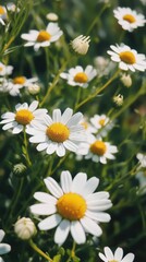 Fototapeta premium Chamomile blossoms flourish in a sunlit meadow, showcasing white petals and vibrant yellow centers that symbolize tranquility and nature's beauty
