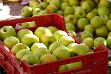 Newly Harvested Apples Placed in Crates