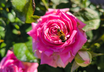 colorful blooming roses in the garden
