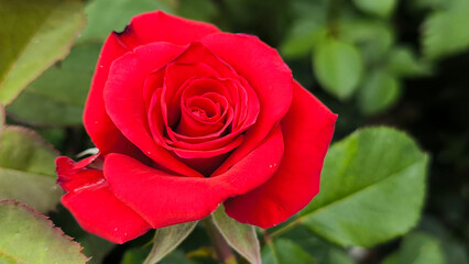 colorful blooming roses in the garden