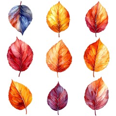Obraz premium Vibrant Autumn Leaves in Watercolor on White Background