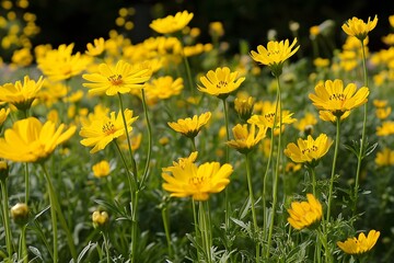 Fototapeta premium Vibrant Yellow Cosmos Flowers in a Field