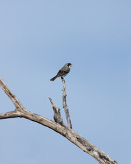 Obraz premium Golinho 