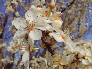 Close up of damson flowers on the branch blooming wild plum tree beautiful bright blossom in spring...