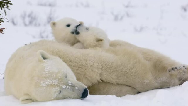 two polar bears