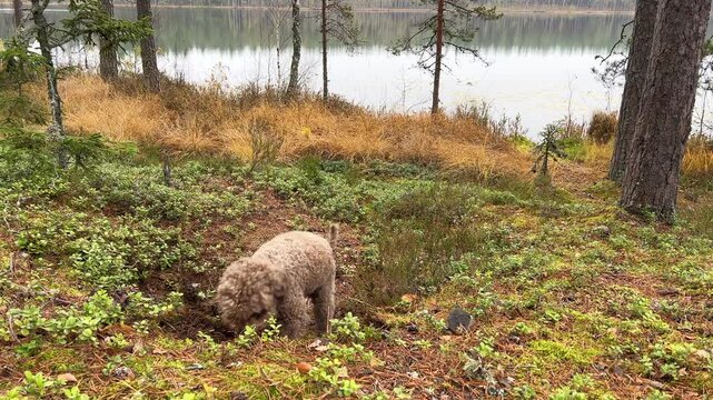 Brown lagotto romagnolo dog sniffing and digging for truffles in a forest near a lake