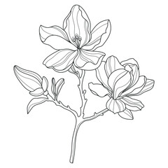 Magnolia. Flowers. Linear flowers. Botany. Abstract linear magnolia. Vector illustration of magnolia