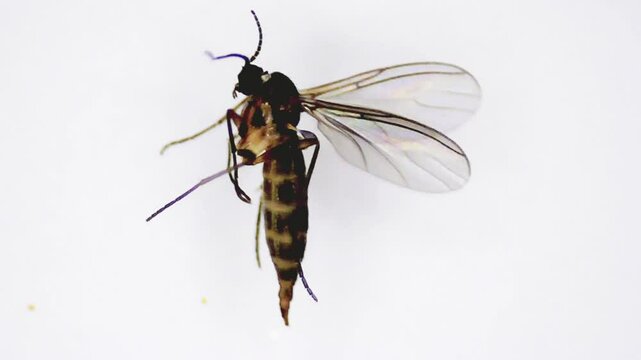 Midge under a microscope. Study of insects closeup. Mosquito close-up. Isolated White background.