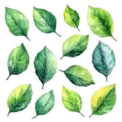 Fototapeta premium Vibrant Watercolor Leaves in Shades of Green