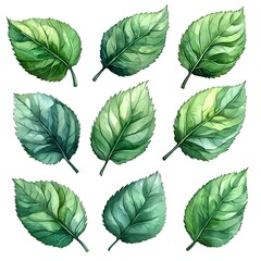 Obraz premium Watercolor rose leaves against a white background