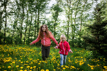 Fototapeta premium Two little sisters playing on a lawn with dandelions on a beautiful summer day