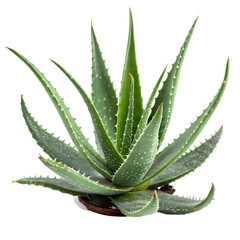 Fototapeta premium Aloe Vera Plant Image: High-Res Stock Photo