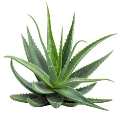Fototapeta premium Aloe Vera Plant Image: High-Res Stock Photo