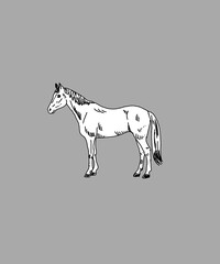 horse vector illustration