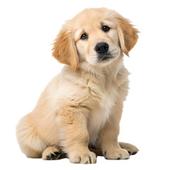 Obraz premium Golden retriever puppy cute dog breeds pet animals canine friend family Isolated on Transparent Background, No Background