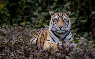 Obraz premium Portrait of a tiger looking directly at the camera