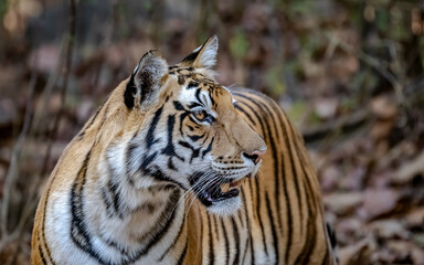 A tiger looking to the side