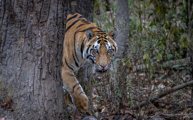 Tiger coming around the corner of a tree trunk