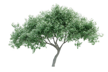 Obraz premium Tree Isolated Lush Green with Summer.