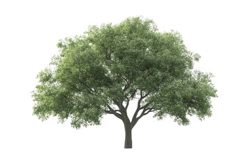 Obraz premium Tree Isolated with Green Canopy, and Black Background.