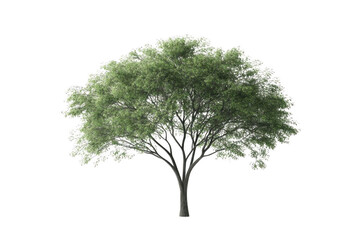 Tree isolated with green leaves, and black background.