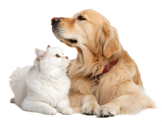 a beautiful cat and dog friendship on a white background png. AI Generated 