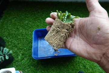 Gardener holding plant with roots and soil in hand