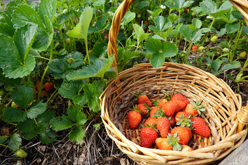 harvesting strawberries in the backyard garden. how to pick strawberries in raised bed beds