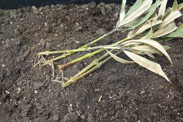 How to propagate oleander by cuttings, water cuttings of oleander plant