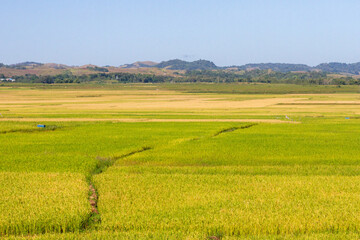 East Nusa Tenggara , Indonesia – 05 . 28. 2024 – The rice is turning yellow in the vast rice...