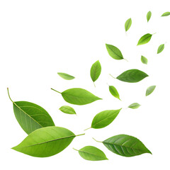 Obraz premium falling green leaves isolated on white background.png
