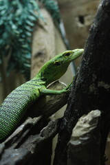 Cute Baby Green Tree Monitor On A Branch