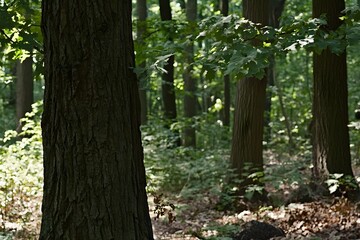 Sunlit Forest Trees  Lush Green Canopy  Woodland Scene