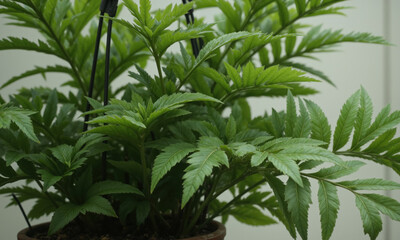 Houseplant Plant Leaves Indoor Fern in Pot grows for decoration in neutral light.