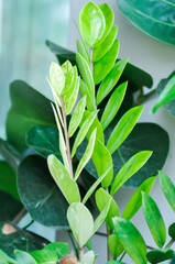 Zamioculcas zamifolia , Zanzibar Gem or ARACEAE or zamioculcas zamiifolia variegata or bicolor zamioculcas zamiifolia