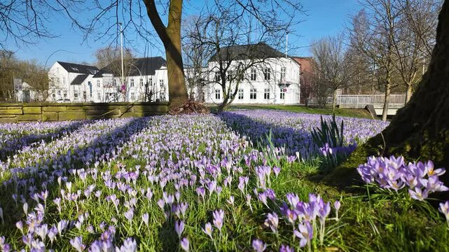 Time lapse from a field of purple crocuses in full bloom on a meadow in a park while cars flow steadily in the background. Crocus field in bloom in Rendsburg.