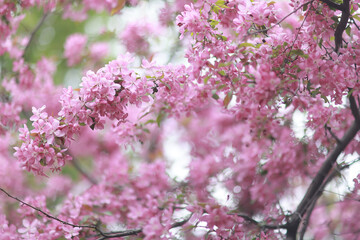 Spring background of blooming pink cherries, beautiful seasonal backdrop