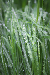 Dew on the grass